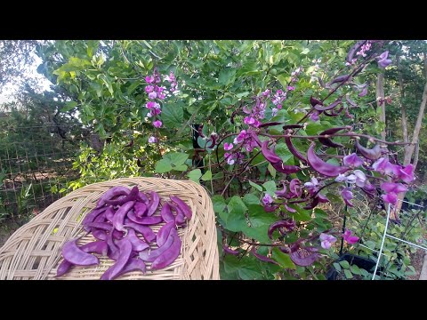 Purple Hyacinth Beans Update
