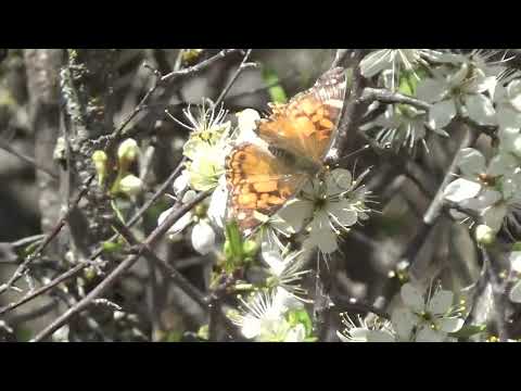 American Lady on American Plums