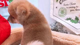 柴犬の動画01