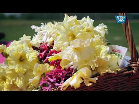 50000 tulipánhagyma virágzik napokon belül Mórahalomnál