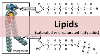 Lipids (Saturated & Unsaturated fats) - updated