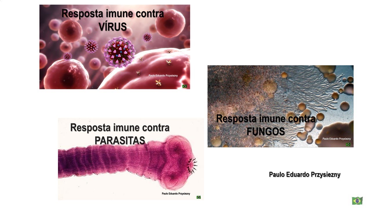 RI VIRUS FUNGO PARASITA