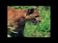 Mountain Lion Vs Black Bear Encounter