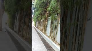 Download lagu bambu hias untuk pagar #bambuhias #shorts mp3