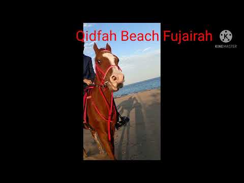 Qidfah . Beach .Fujairah Horse Riding #Zahid