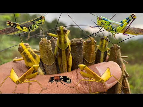 Hunt giant grasshopper monsters‼️catching grasshoppers, velvet ants,asian yellow praying mantis