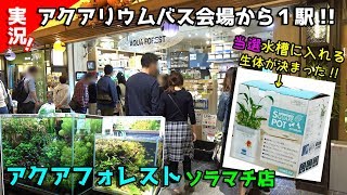 スカイツリーの隣アクアフォレスト！当選水槽にピッタリ生体見つけました！