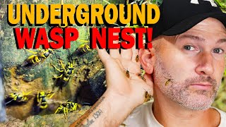 MASSIVE UNDERGROUND Yellow Jackets Nest Dug up and REMOVED! Wasp Nest Removals