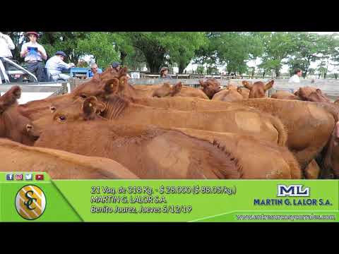 05-12-19 - Venta de Hembras - Martín G. Lalor - Benito Juarez
