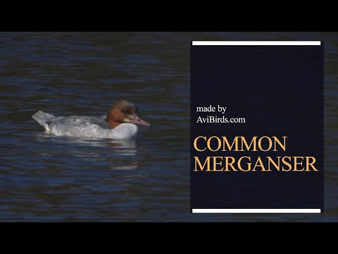 Potápač veľký (Mergus merganser) — samec na rieke
