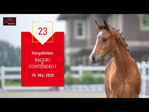 23 Hengst v. Baggio - Contendro I