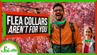 Why Can't I Wear My Dog's Flea and Tick Collars?