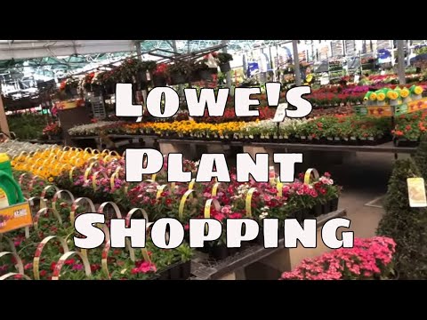 Lowes 植物のショッピング 観葉植物 熱帯植物 庭園植物 屋内 屋外 ビッグボックス植物 (Lowes Plant Shopping Houseplants Tropical Plants Garden Plants Indoor Outdoor Big Box Plants)