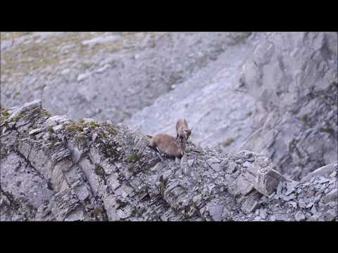 Alpine Ibex - mother with young