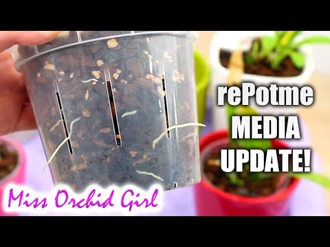 rePotme Orchid media update - Are the Orchids growing well?