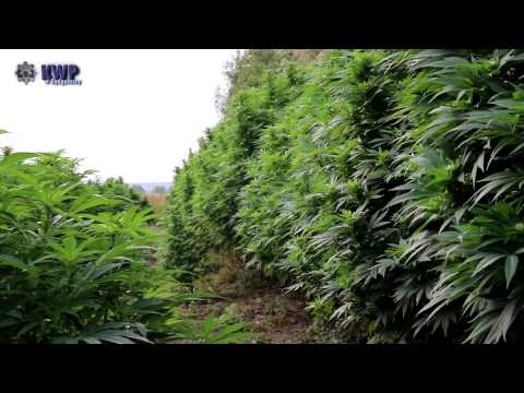 Policjanci zlikwidowali ogromną plantację marihuany