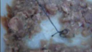 preview picture of video 'A String found in WHISKAS cat food'