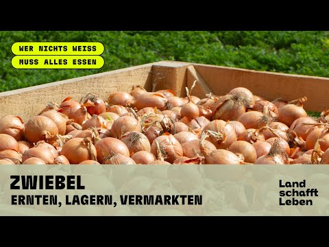 ZWIEBEL (4/4) - Ernten, Lagern, Vermarkten