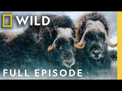 Winter Wonderland (Full Episode) | America's National Parks Compilation | Nat Geo Animals