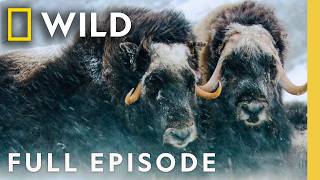 ארץ הפלאות החורפית (פרק מלא) | אוסף הפארקים הלאומיים של אמריקה | חיות נאט ג'יאוגרפיות