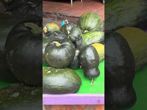 Chinacota, #nortedesantander #nature #reel #youtube #animals #travel