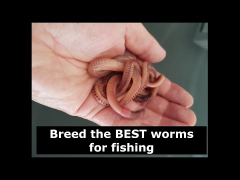 Breed the BEST worms for fishing - European Night Crawlers