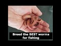 Breed The BEST Worms For Fishing European Night Crawlers