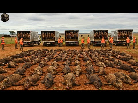 Caça de Javalis Incrível: Fazendeiros do Rio Grande do Sul Eliminam 739 Javalis em Apenas 60 Minutos