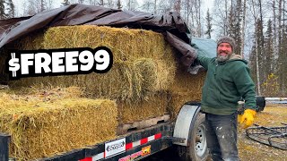Alaska Homestead Life Saying YES, even when SUPER BUSY, Free 99 Baby!!
