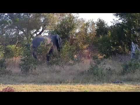 Djuma: Lone Elephant bull feeding-Pt:2 - 16:33 - 05/30/21