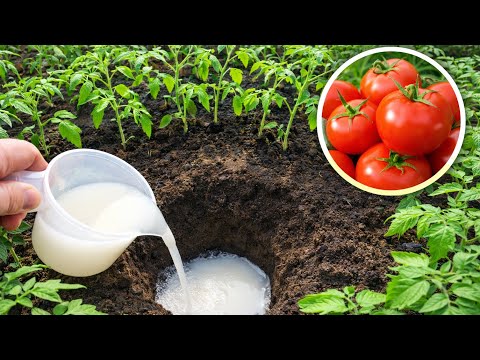 I did THIS and my TOMATOES produced like never before!