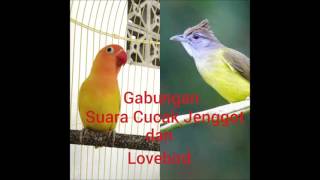Download lagu Gabungan Suara Cucak Jenggot dan Lovebird Untuk Masteran. mp3 Download lagu Gabungan Suara Cucak Jenggot dan Lovebird Untuk Masteran. mp3