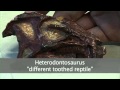 Big teeth for a tiny dinosaur | Natural History Museum