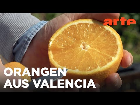 Saftig: Spaniens Orangen | Die Welt der Zitrusfrüchte  | ARTE Fernweh