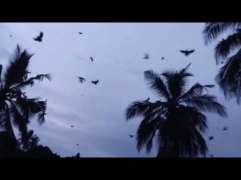 Nature (Goba, Dar es salaam