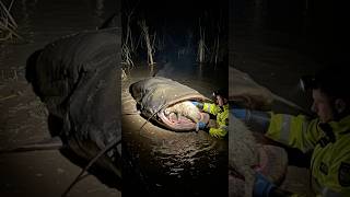 Saving the little dog from massive river catfish
