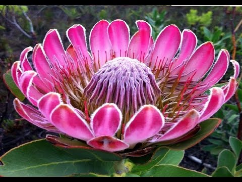 download lagu mp3 mp4 Most Beautiful Flowers, download lagu Most Beautiful Flowers gratis, unduh video klip Most Beautiful Flowers