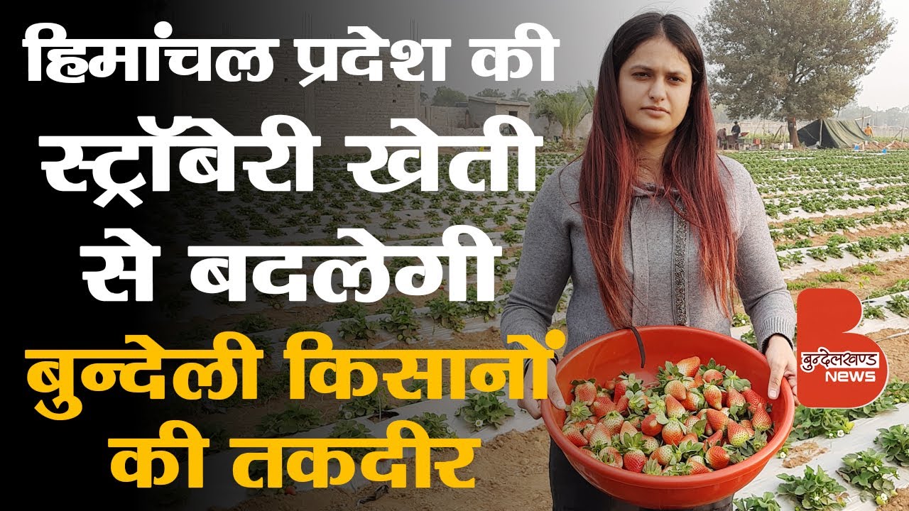 Jhansi की गुरलीन से सीखिए कैसे होगी Strawberry की Kheti