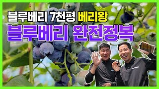 블루베리 7천평 베리왕의 생산부터 출하방법까지 소개! [판매방법, 인건비, 수익과 전망]