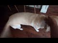 Morning Tail Wagging: Our Pup Makes Every Day Bright! #dog #labmix #morningroutine #tailwag