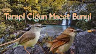 Download lagu TERAPI CIGUN MACET BUNYI DISERTAI AIR BERIAK , COCOK BUAT CIGUN MACET BUNYI @ekobirdchanel2561 mp3