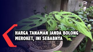 Download lagu Harga Tanaman Janda Bolong Meroket, Ini Sebabnya mp3 Download lagu Harga Tanaman Janda Bolong Meroket, Ini Sebabnya mp3