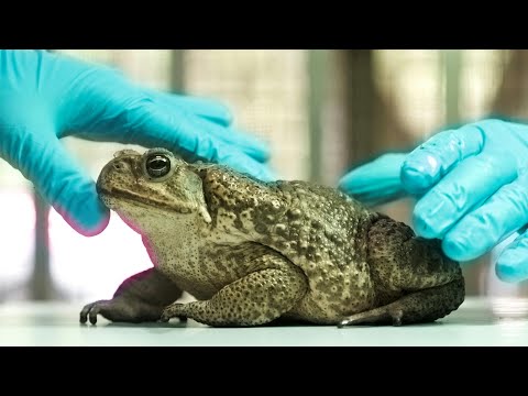 Invasion der Riesenkröten in Taiwan | AFP