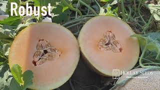 Branded Orange Flesh Ananas Melons