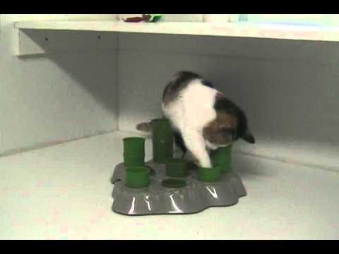 Aikiou Stimulo Activity Food Center for Cats  - Gray/Green (11.5" x 11" x 2") Video