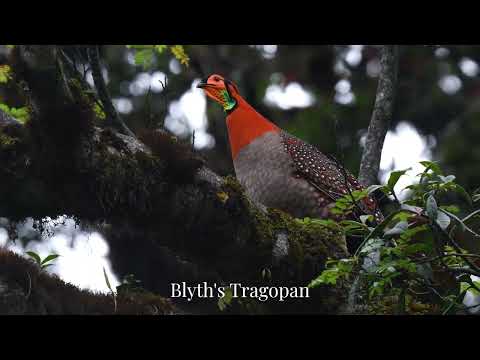 Tragopan blythii samec v lese