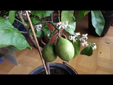 Övervintring av citrusträd