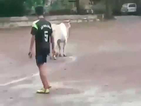 Cow is playing football ... very funny