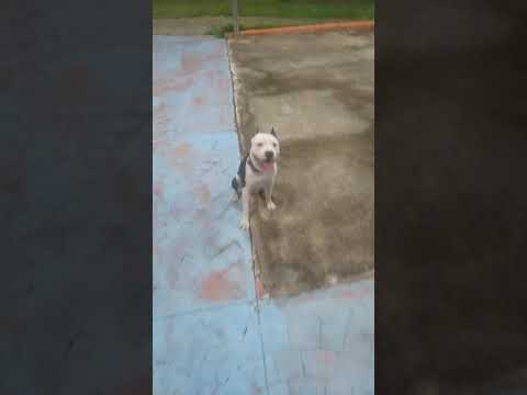 Pitbull treinado