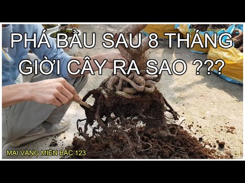 🔴 QBS2142 - Kỹ thuật trồng cây mai phôi | Quay lại cây mai phôi phá bầu sau 8 tháng phát triển sao ?